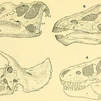 The Osteology of the Reptiles-086 uhygtfyuhgtf hv7gh ijuhg dfgdfgdfg -  PICRYL - Public Domain Media Search Engine Public Domain Search