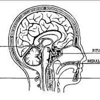 Pineal Gland and Pituitary Body - PICRYL - Public Domain Media Search ...