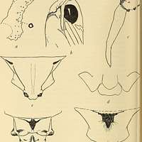 Annals of the South African Museum = Annale van die Suid-Afrikaanse Museum.  Natural history. 156 ANNALS OF THE SOUTH AFRICAN MUSEUM don possessed a  well-developed and functional depressor mandibulae in spite