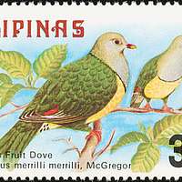 Ptilinopus merrilli 1979 stamp of the Philippines - PICRYL - Public ...