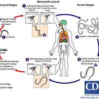 Mansonella ozzardi Life Cycle - PICRYL - Public Domain Media Search ...