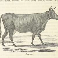 Hereford Cow by William Henry Davis