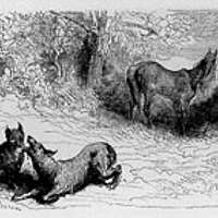 Le renard, le loup et le cheval - PICRYL Public Domain Search