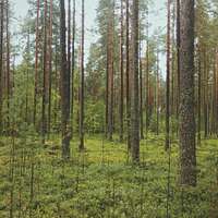 Lush green pine forest (Unsplash) - PICRYL - Public Domain Media Search  Engine Public Domain Search