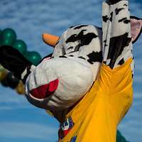 Champ the Cow from the Fisher House cheers on over - PICRYL