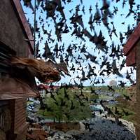 bat infestation