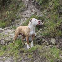 American Pit Bull Terrier – Homestead on the Range