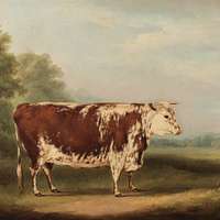 Hereford Bull: 'Walford' by William Henry Davis Reproduction
