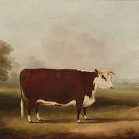 File:William Henry Davis (1786-1865) - Hereford Bull - 609114