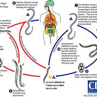 Strongyloides LifeCycle(french version) - PICRYL - Public Domain Media ...